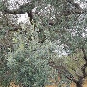 Sur la route des Pouilles