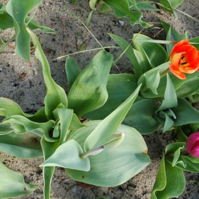 Tulipes et autres fleurs à la Torche