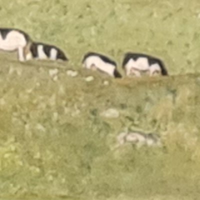 Balade au Moléson vers la buvette du Gros plané