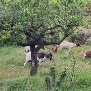 Sur la route des Pouilles