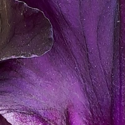 Iris et autres fleurs au Jardin des Plantes