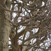 Jardin des plantes : orchidées et textures en hiver