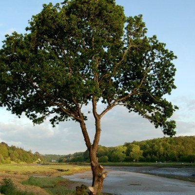 La rivière de Morlaix