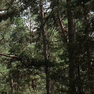 Balade à Grez-sur-Loing et dans la forêt de Fontainebleau