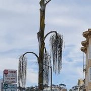 Dernier voyage à SF ?