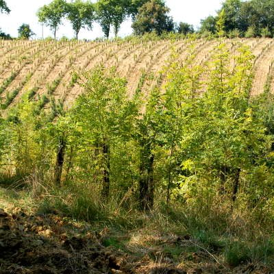 Le Gers à travers champs