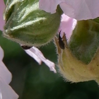 Roses trémières et hysopes sur la petite ceinture