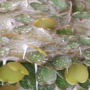 Jardin des plantes : orchidées et textures en hiver
