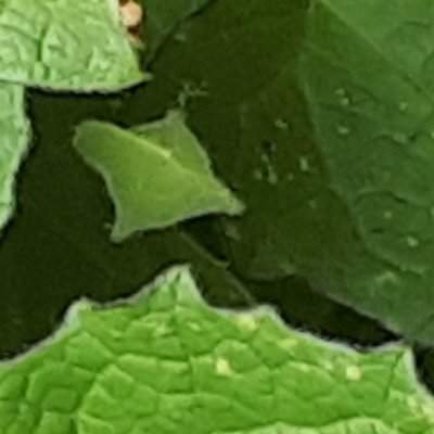 Le jardin Terra Nostra à Furnas