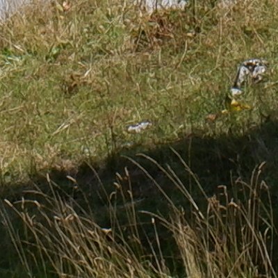 Balade au Moléson vers la buvette du Gros plané