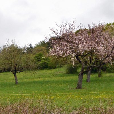 Sur la route de Calw et d'Hermann Hesse