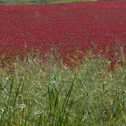 Sur la route des Pouilles