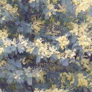 Jardin des plantes : orchidées et textures en hiver