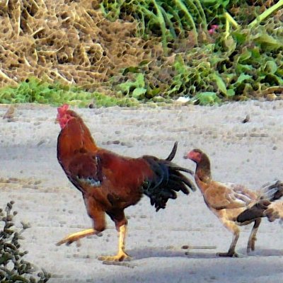 Animaux : effets indésirables