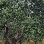 Sur la route des Pouilles
