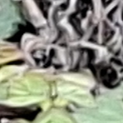 Convalescence à Granville