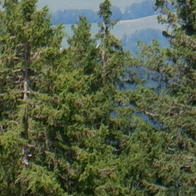 Balade au Moléson vers la buvette du Gros plané