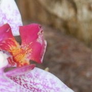 Jardin des plantes : orchidées et textures en hiver