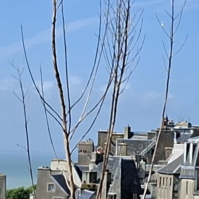 Convalescence à Granville