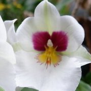 Jardin des plantes : orchidées et textures en hiver
