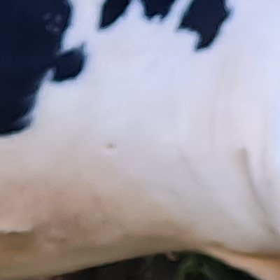 Balade au Moléson vers la buvette du Gros plané