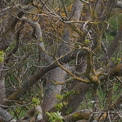 Bol d'air aux Îles de Chausey