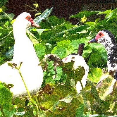 Animaux : effets indésirables