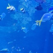 Dernier voyage à SF ?