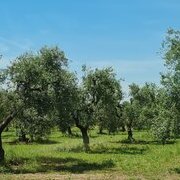 Sur la route des Pouilles