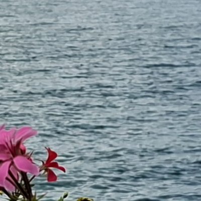 Auvergnier, dernière étape sur le lac de Neuchâtel