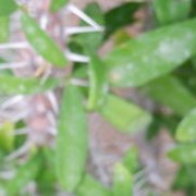 Jardin des plantes : orchidées et textures en hiver