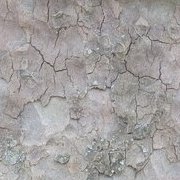 Jardin des plantes : orchidées et textures en hiver