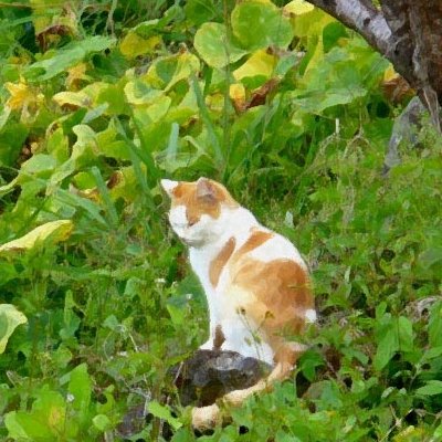 Animaux : effets indésirables