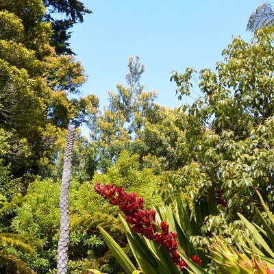 Golden Gate Park : jardin botanique
