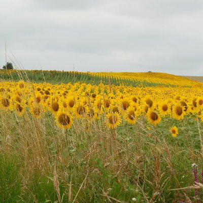 Le Gers à travers champs