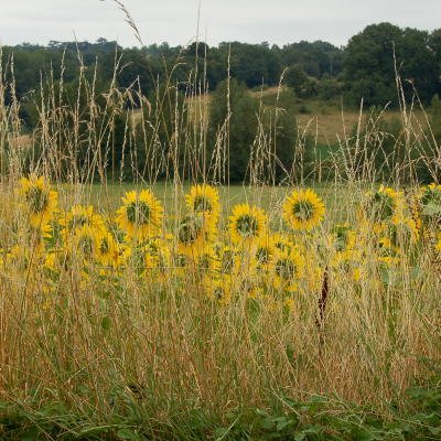 Le Gers à travers champs