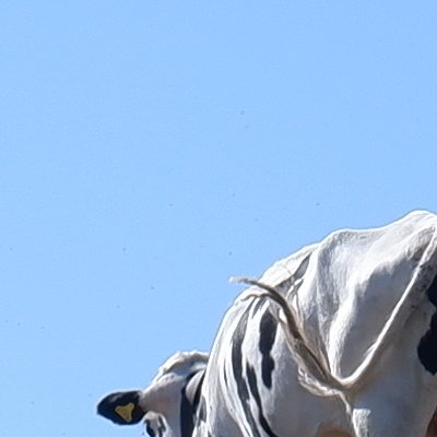 Balade au Moléson vers la buvette du Gros plané