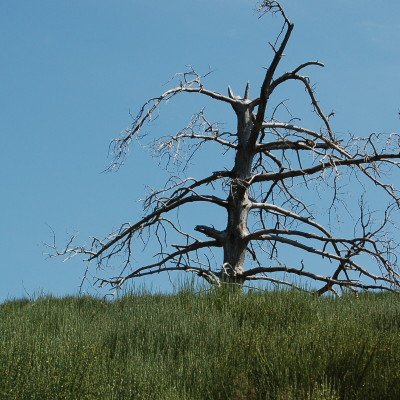 A poor lonesome tree