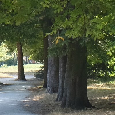 Promenade dans le bois de Vincennes