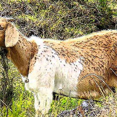 Animaux : effets indésirables
