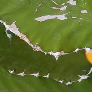 Jardin des plantes : orchidées et textures en hiver