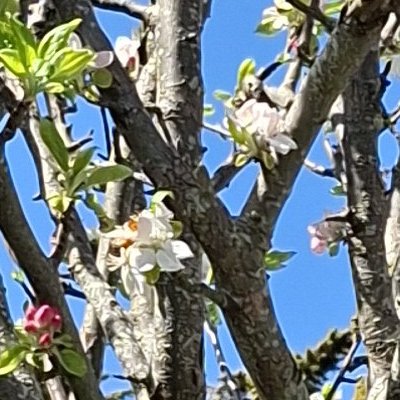 Convalescence à Granville