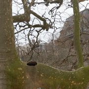 Jardin des plantes : orchidées et textures en hiver