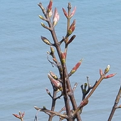 Convalescence à Granville