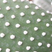 Jardin des plantes : orchidées et textures en hiver