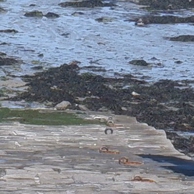 Bol d'air aux Îles de Chausey