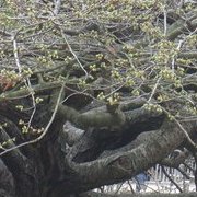 Jardin des plantes : orchidées et textures en hiver