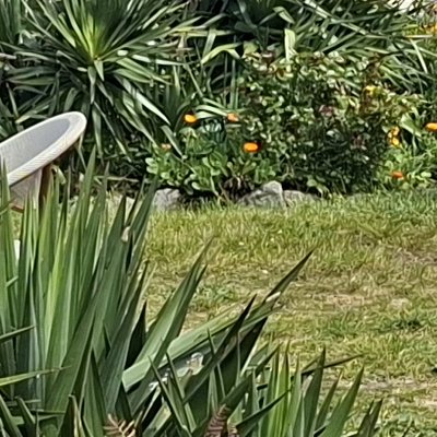 Bol d'air aux Îles de Chausey