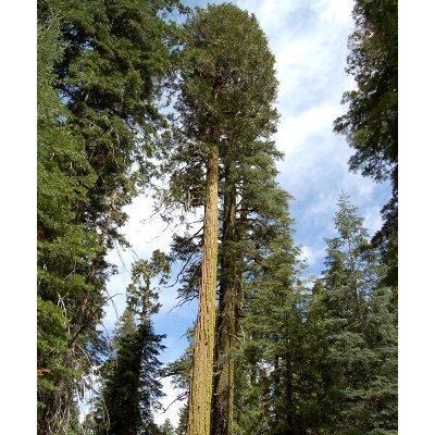 Yosemite Park