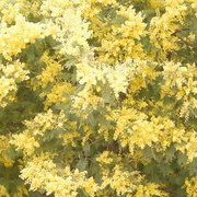 Jardin des plantes : orchidées et textures en hiver